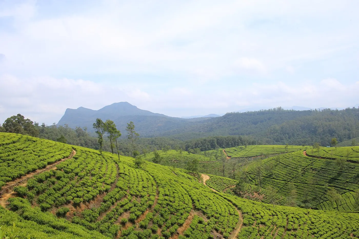 Tea plantation hills near Nuwara Eliya